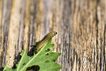 Pyrrhalta viburni larva causing damage of viburnum leaves