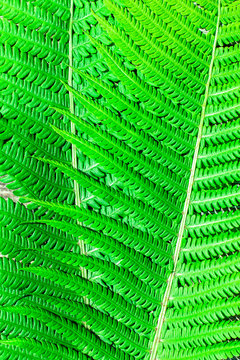 Young fern leafs closeup shot in natural light