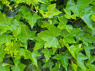 Fototapeta na wymiar dense growth of bright green ivy in close up background image