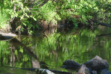Naklejka na ściany i meble calm river fresh creek stream forest water reflections nature stone