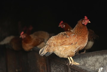 Chickens In Henhouse