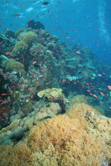 Fototapeta na wymiar Colorful reef fish blue ocean and bright coral underwater