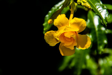 Obraz na płótnie Canvas Yellow Flower St. Croix Botanical Gardens