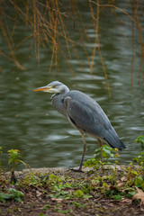 Grey heron (Ardea cinerea)