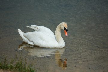 Obraz premium Mute swan (Cygnus olor)