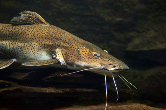 A big tiger shovelnose catfish. It is a river fish that lives in South America.