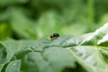 A small beetle.