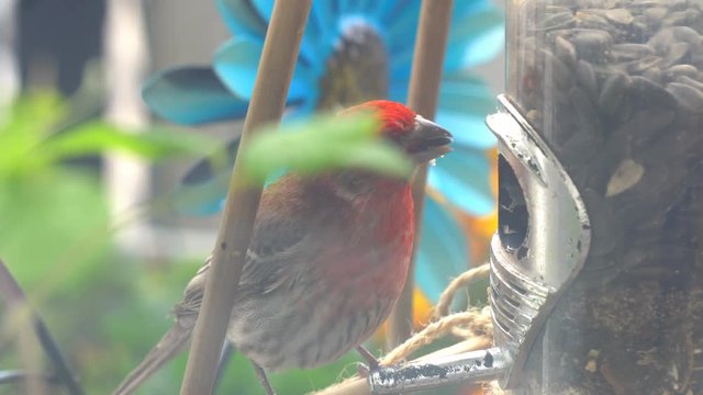 Red male house finch eating black sunflower seeds hungrily at bird feeder
