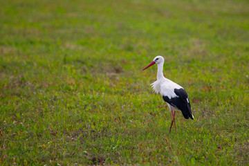 Obraz na płótnie Canvas White stork (Ciconia ciconia)