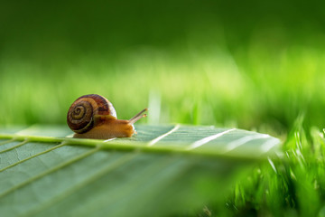Snail in grass.