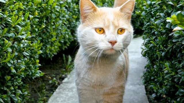 A cat with beautiful eyes. Goes straight to the camera. Slow motion