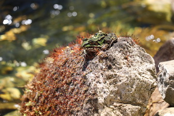 frosch