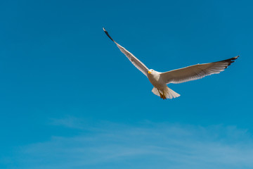 Seagull with big wings flying in blue sky
