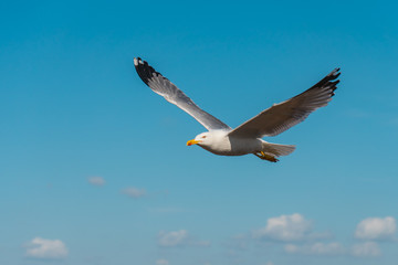 Seagull with big wings flying in blue sky