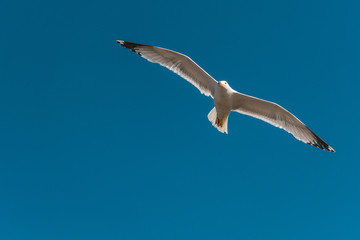 Seagull with big wings flying in blue sky