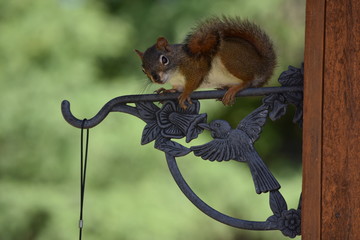 Red squirrel on Hummingbird Plant Hanger Cast Iron Decorative Flower Basket bracket