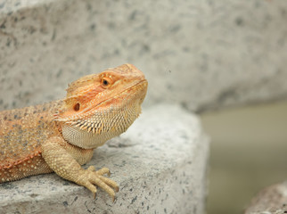 Lizard