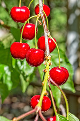 Red berries of a sweet cherry on a branch, close-up