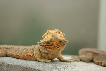 Lizard