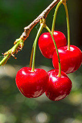 Red berries of a sweet cherry on a branch, macro