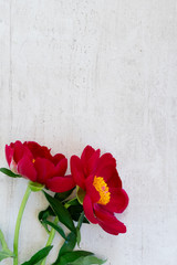 Fresh peony flowers