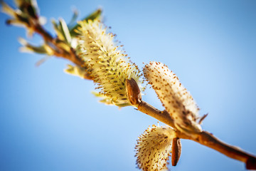 Yellow willow flowers