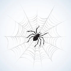 Spider. Vector illustration