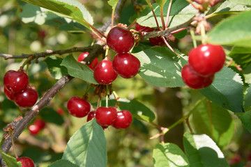 Many bright red cherries on the branch