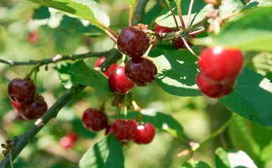 Many bright red cherries on the branch
