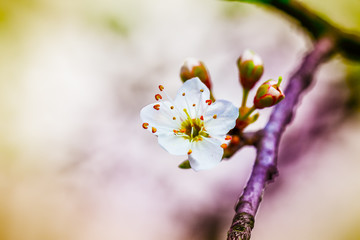 blossoming tree brunch with white flowers