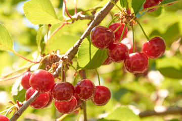 Many bright red cherries on the branch