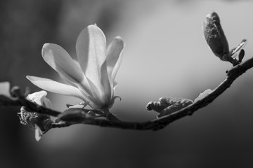 Magnolia black and white