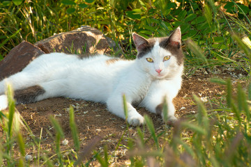Naklejka na ściany i meble A white cat lies on the ground in the grass and looks in front of