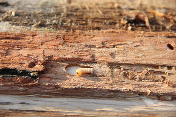 Larva of woodworm lives under pine bark. Common furniture beetle
