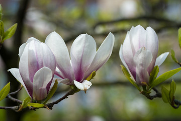 Fototapeta na wymiar magnolias