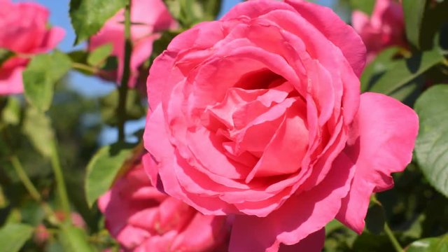 Pink rose close-up