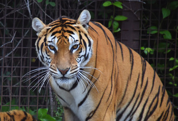 tigre siberiano