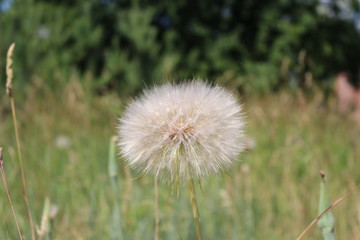 Dandelion waits for the wind