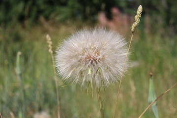 Dandelion waits for the wind