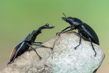 Fighting Giant Stag Beetle - Hexarthrius parryi