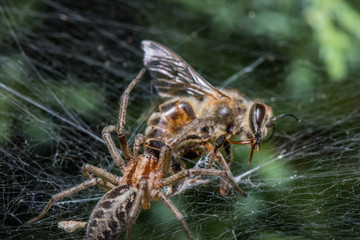 Labyrinth Spider eating bee - Agelena labyrinthica - a funnel-web spider - macro - closeup