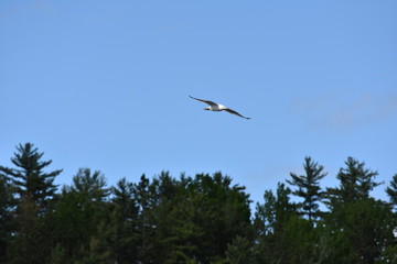 Gull flying over trees