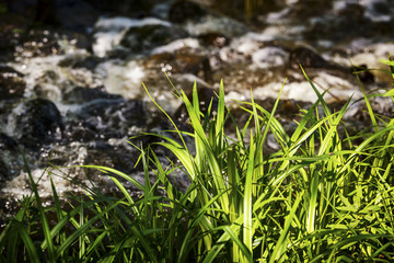 Grass by a brook
