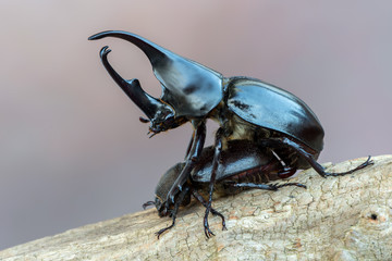 brown rhinoceros beetle - Xylotrupes gideon sumatrensis