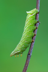 caterpillar - the Kentish glory - Endromis versicolora