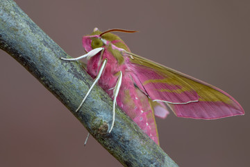 Obraz premium Butterfly - elephant hawk-moth - Deilephila elpenor