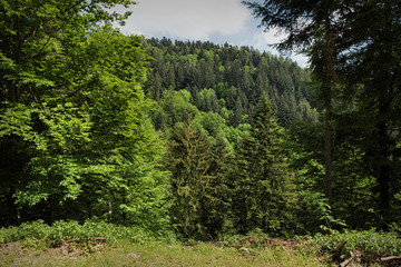 Scenic countryside landscape in the Black Forest: hiking through green forest with amazing views in...