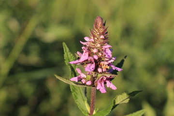 Pink flowers bloom in a meadow