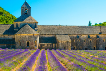 Ancient temple Abbey of Senanque with lavender flowers, Provence, France