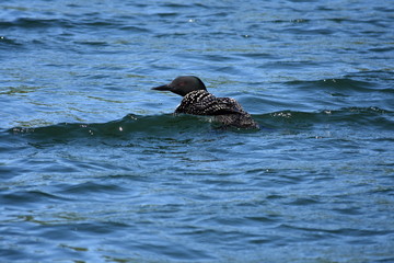 Loon
